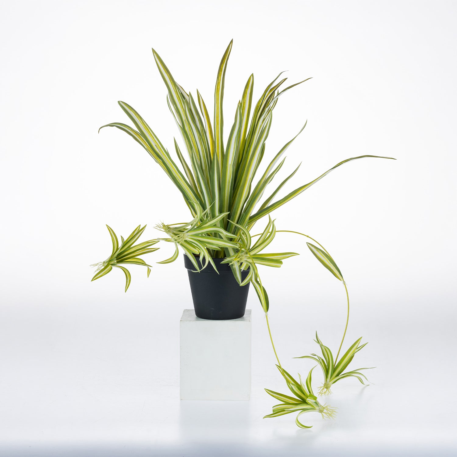 Artificial white spider plant with variegated green and white foliage in a black nursery pot, displayed with trailing spider plant offshoots against a white background.