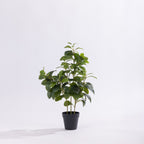 Artificial pepper plant with lush green foliage in a black nursery pot against a white background.