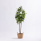 Artificial radiator tree with glossy green foliage displayed in a woven basket against a white background.