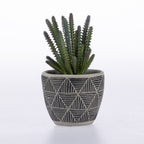 A green cactus plant in a dark gray ceramic pot with a geometric triangular line pattern, set against a plain white background.