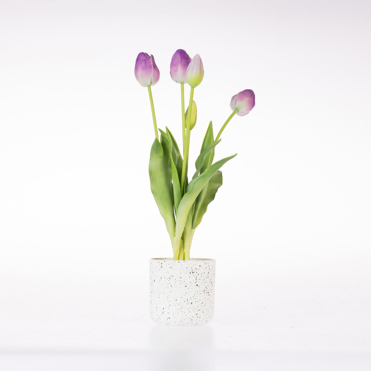 A bunch of purple tulip buds with green leaves in a small white speckled ceramic pot, set against a plain white background.