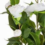 White artificial camellia flowers with green leaves on a white background.