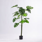 Potted plant with large green leaves on a white background