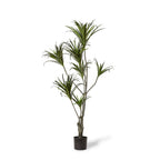 Elme Dragon Tree Large