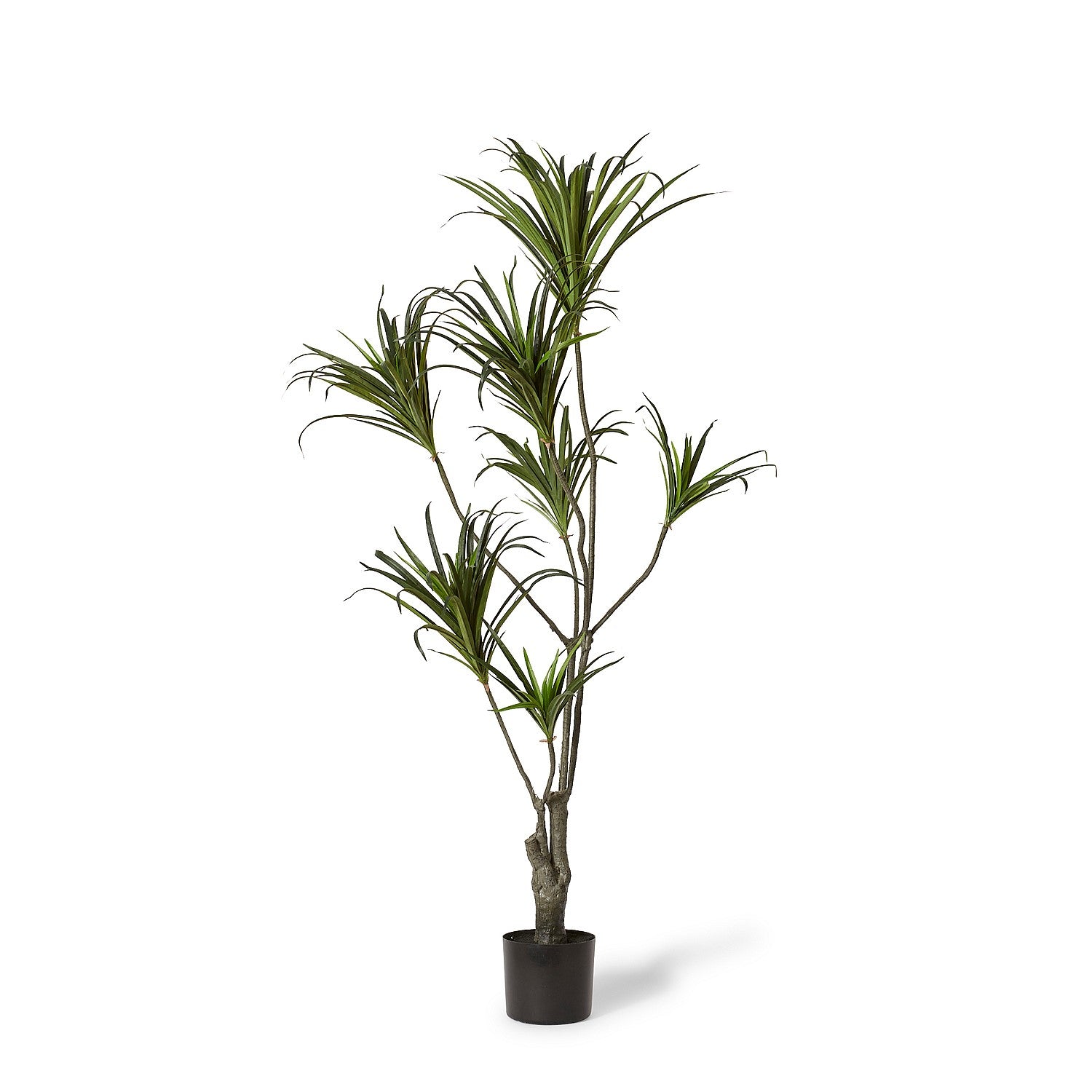 Elme Dragon Tree Large