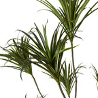 Elme Dragon Tree Large