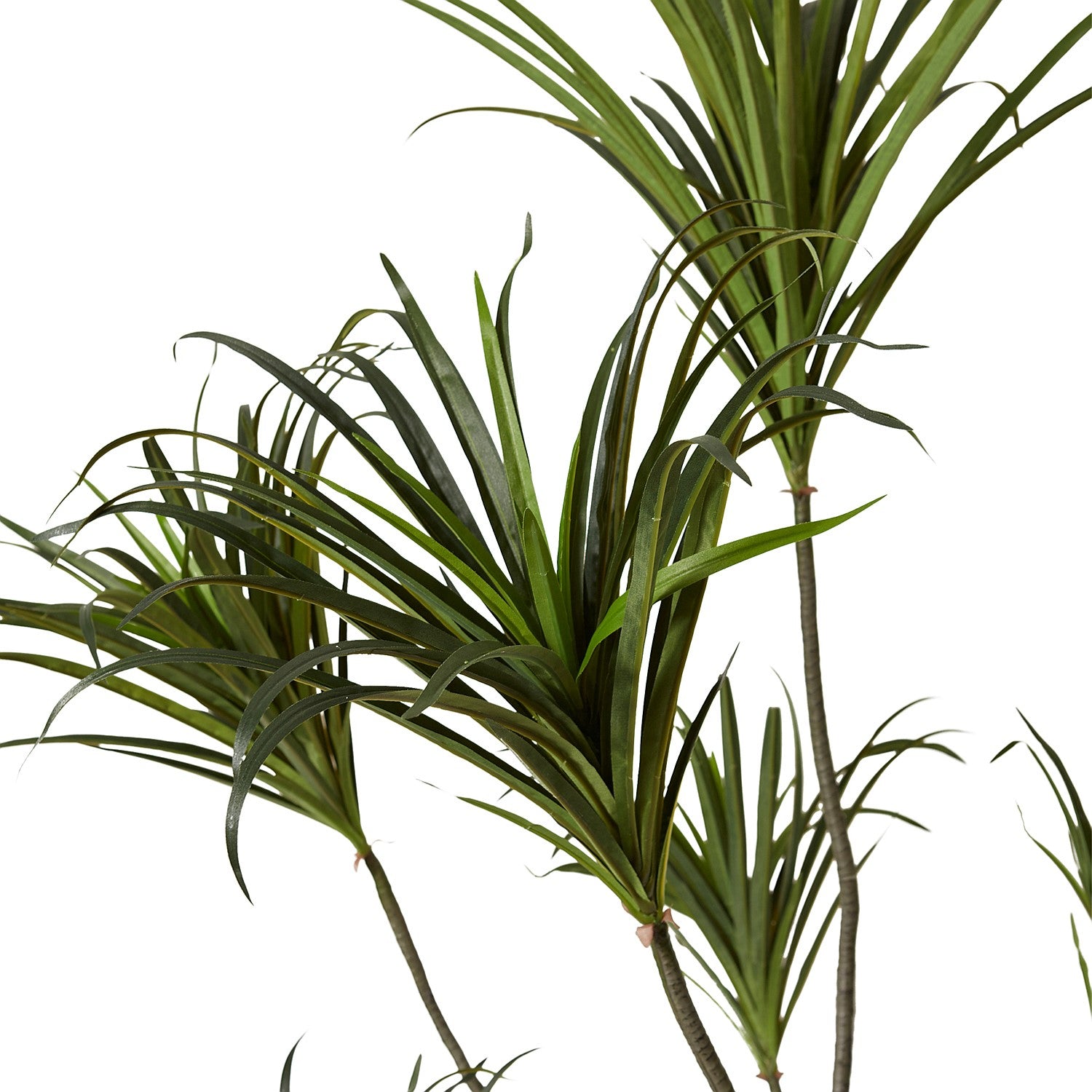 Elme Dragon Tree Large