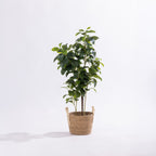 Artificial peperomia plant with glossy green foliage displayed in a woven basket.