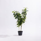 Artificial peperomia plant with glossy green foliage in a black nursery pot against a white background.