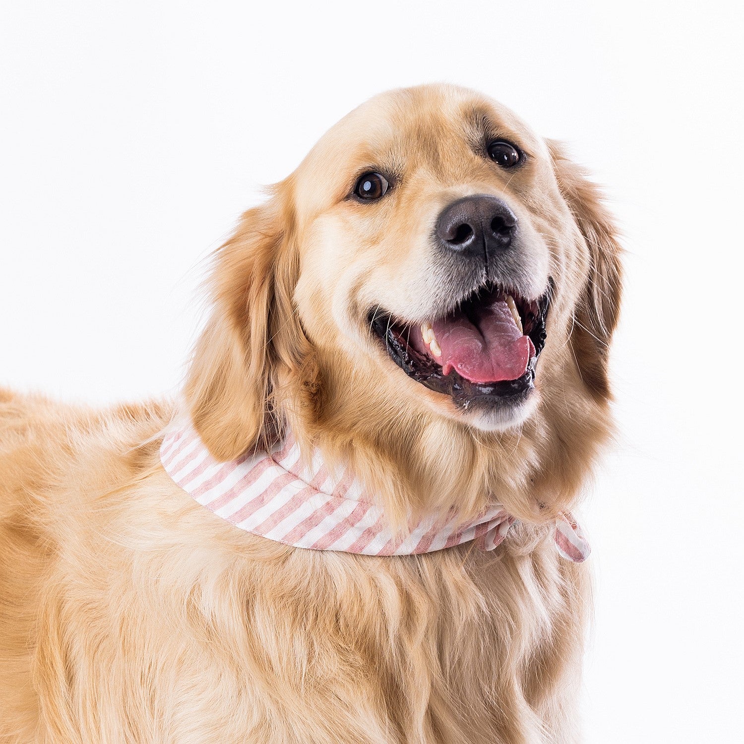 bb&b Pets Tova Stripe Dog Bandana