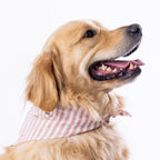 bb&b Pets Tova Stripe Dog Bandana