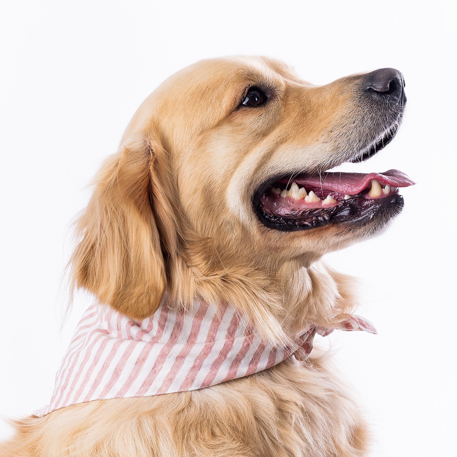 bb&b Pets Tova Stripe Dog Bandana