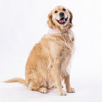 bb&b Pets Tova Stripe Dog Bandana