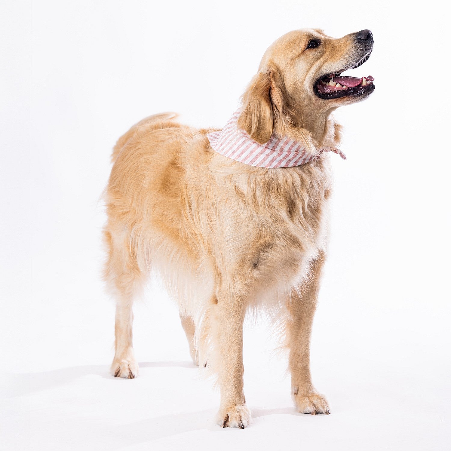 bb&b Pets Tova Stripe Dog Bandana
