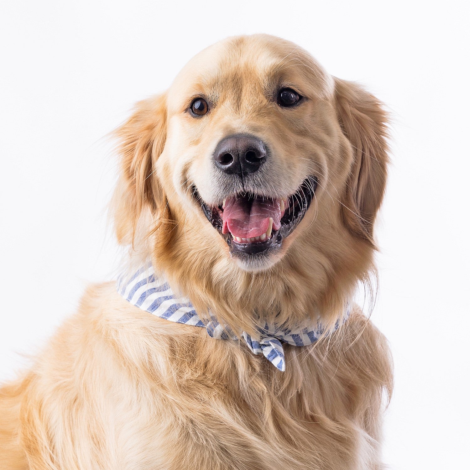 bb&b Pets Tova Stripe Dog Bandana
