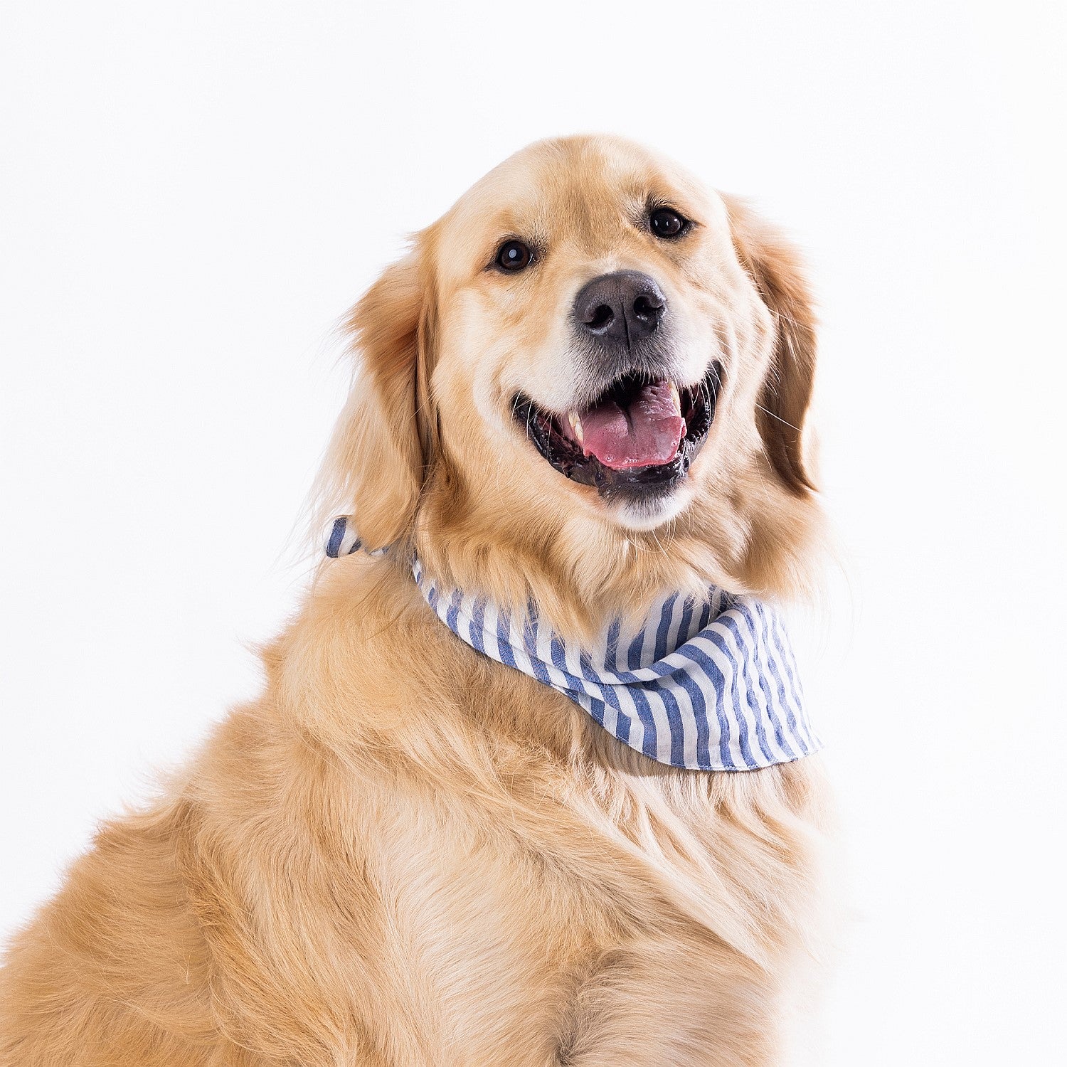 bb&b Pets Tova Stripe Dog Bandana