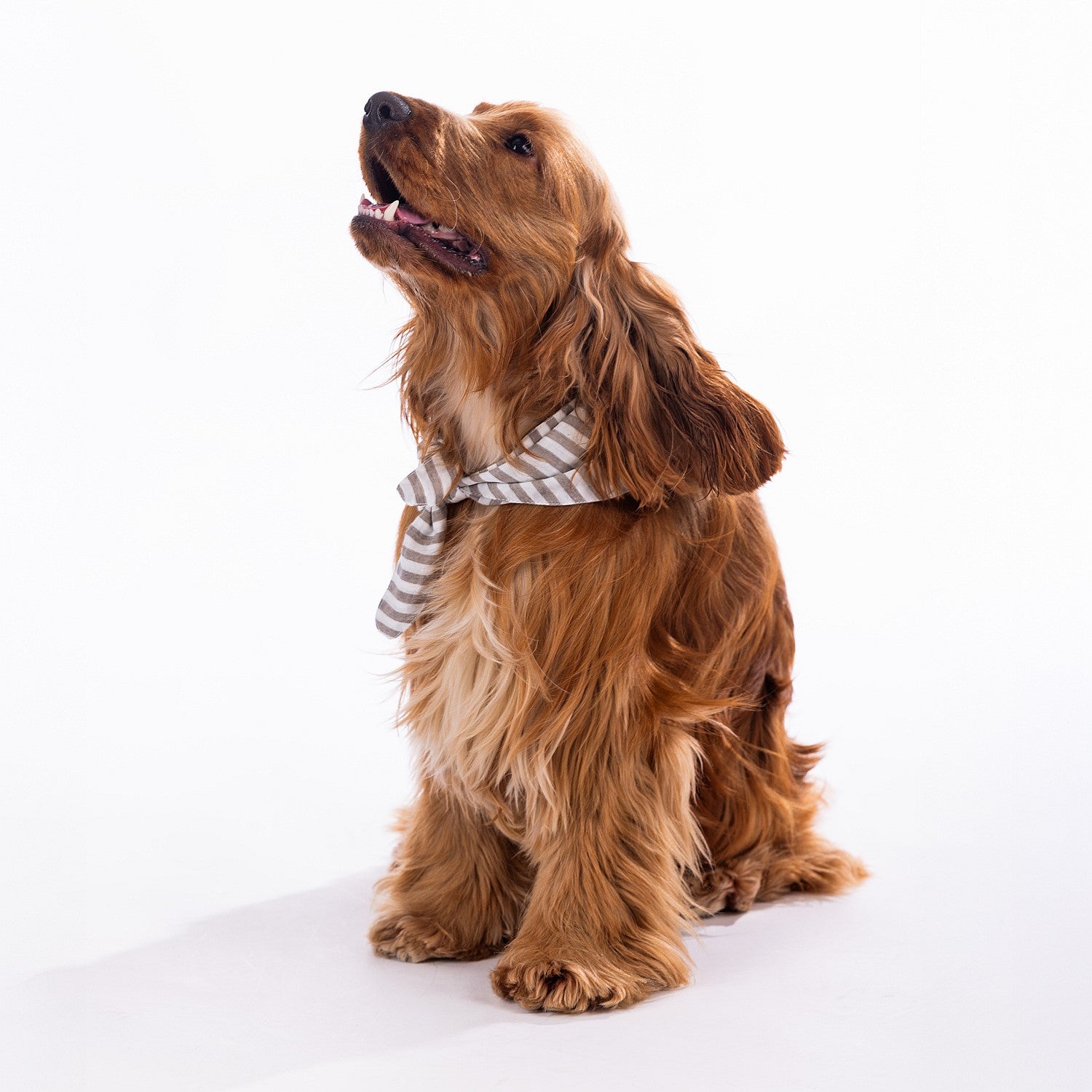 bb&b Pets Tova Stripe Dog Bandana