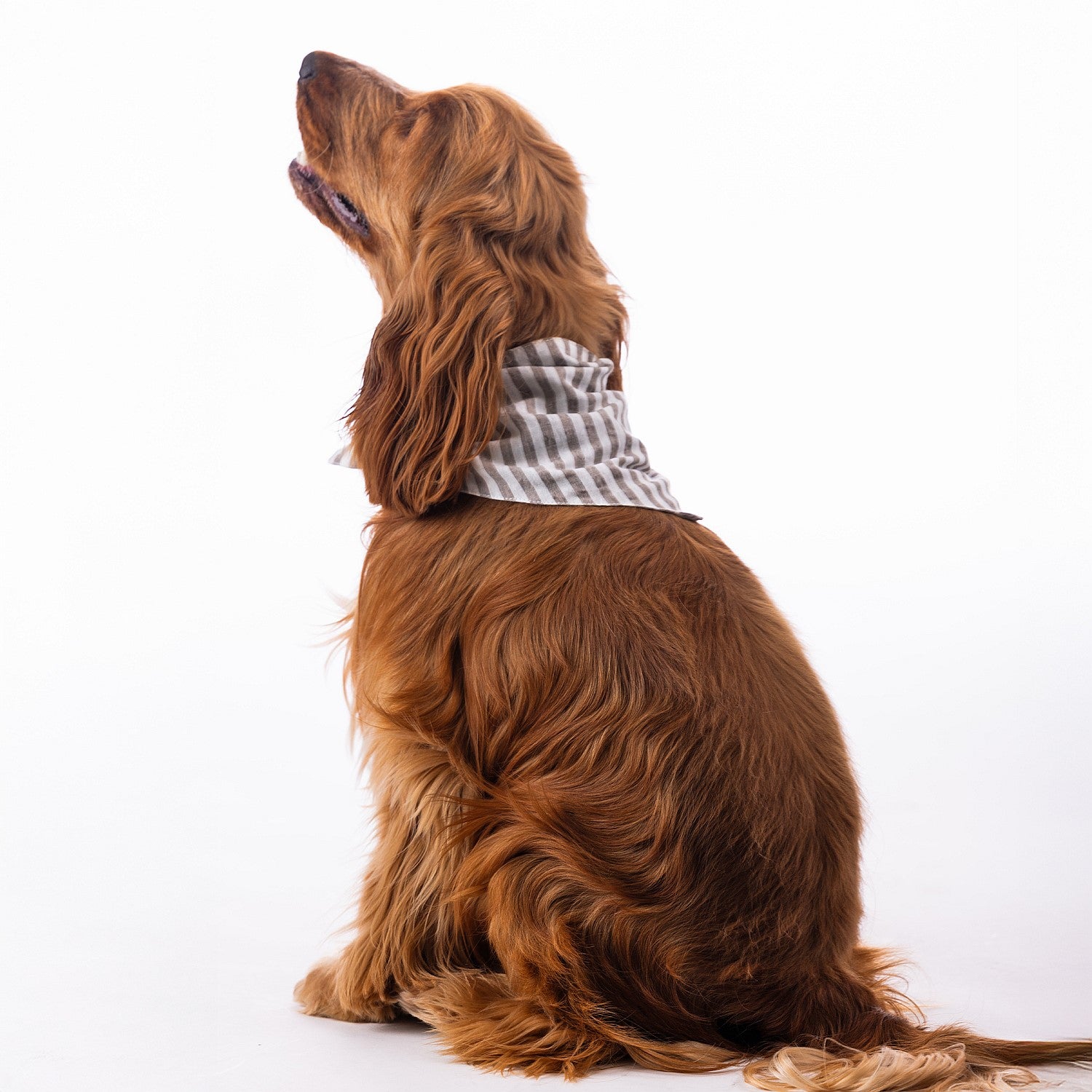 bb&b Pets Tova Stripe Dog Bandana