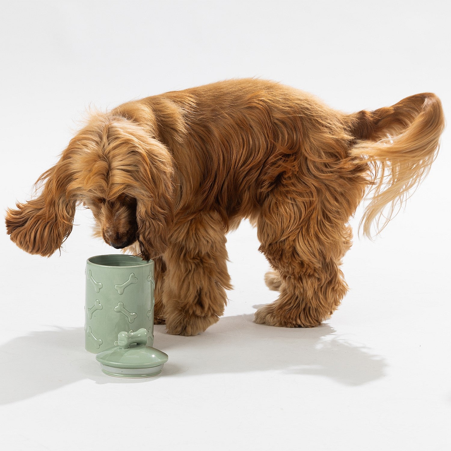 bb&b Pets Dog Bone Treat Jar