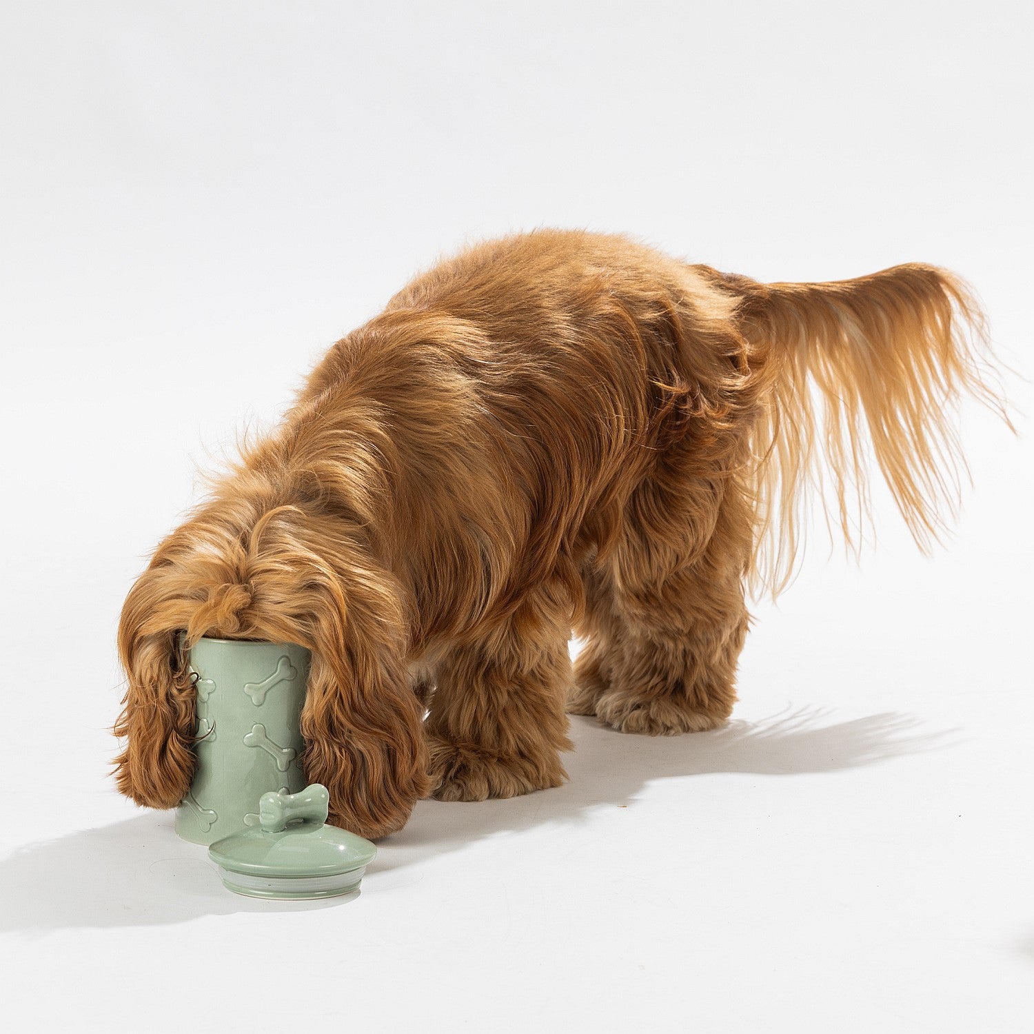 bb&b Pets Dog Bone Treat Jar