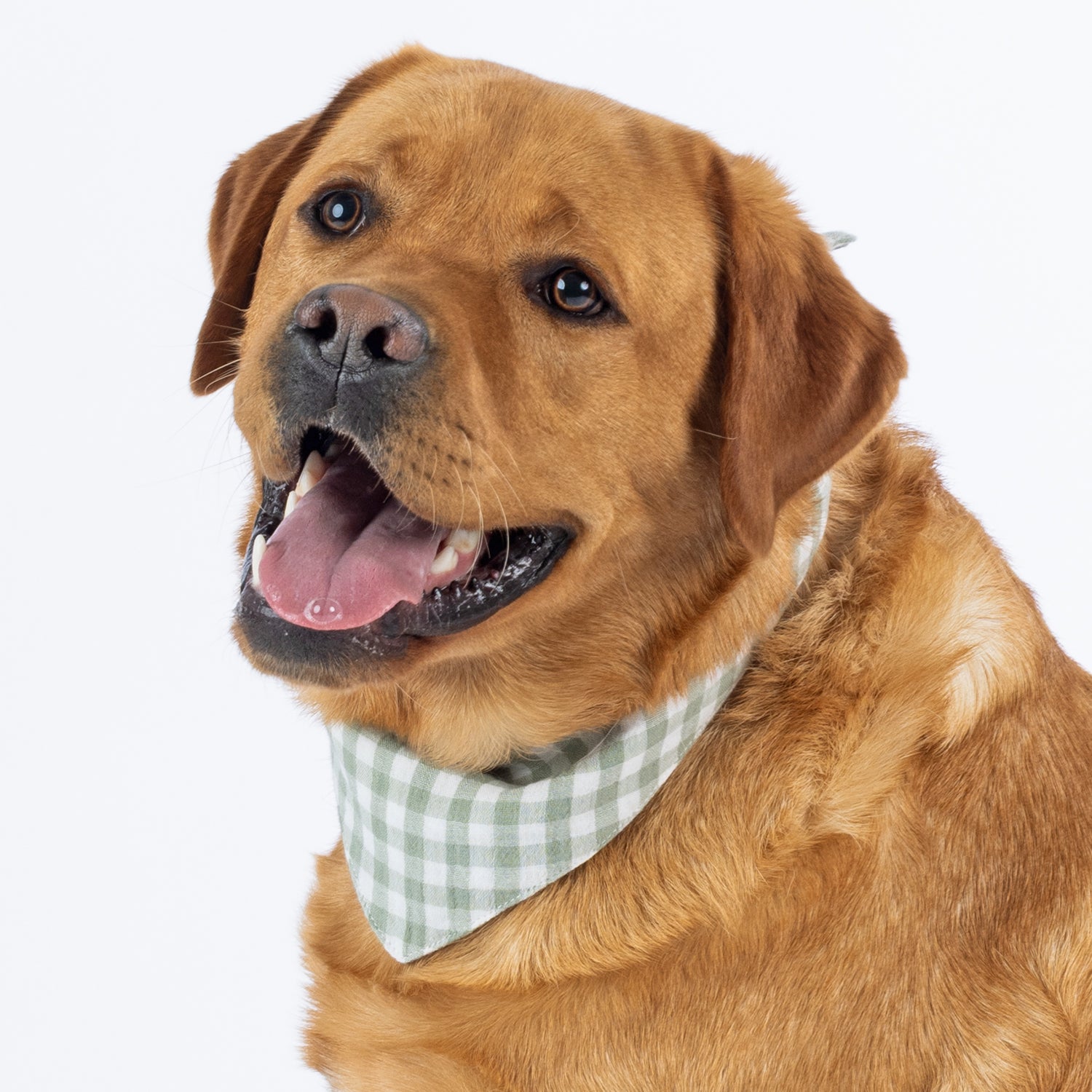 A red fox golden retriever dog wearing a light green and white gingham checkered bandana, photographed against a solid white background.