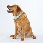A red fox golden retriever dog wearing a light green and white gingham checkered bandana, photographed against a solid white background.