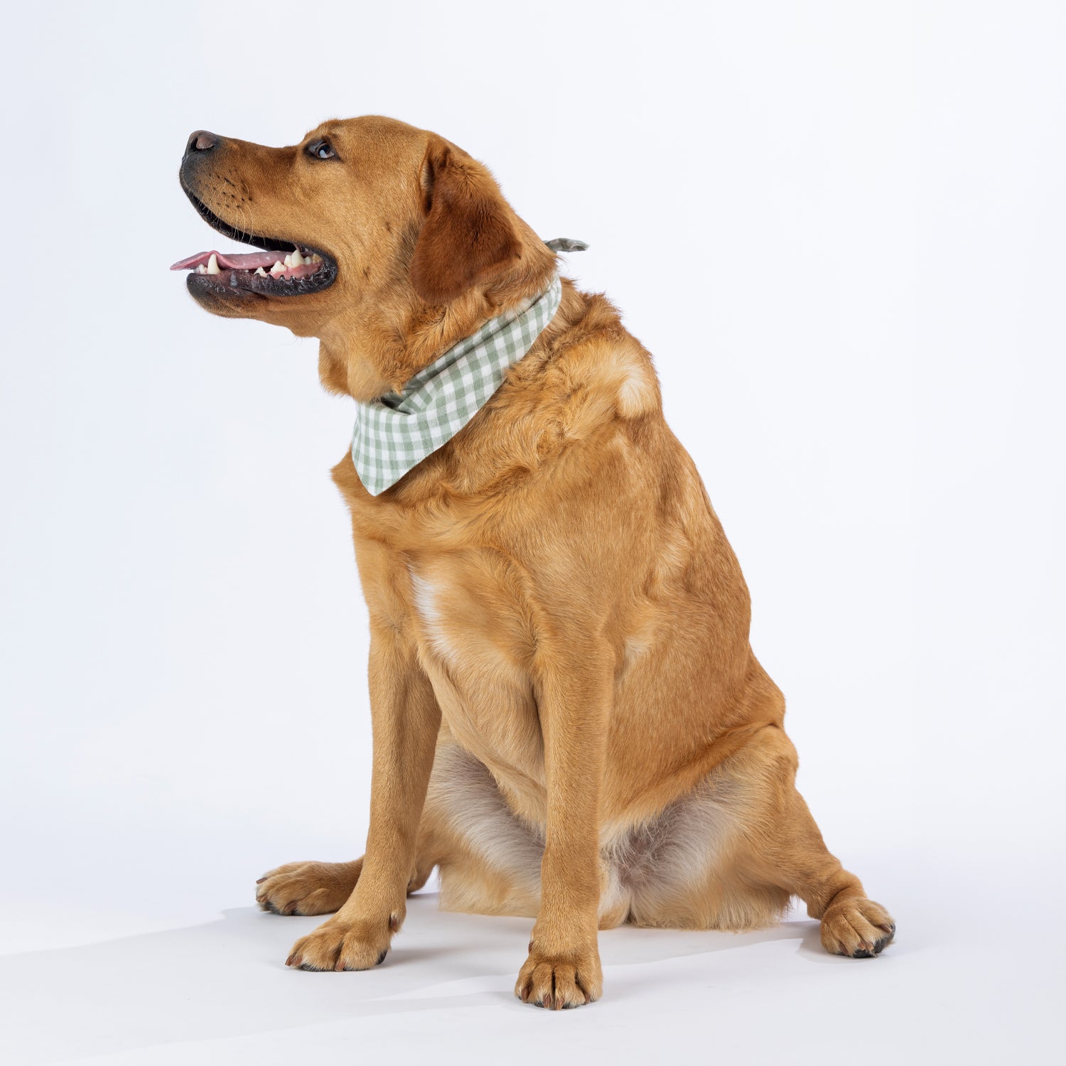 A red fox golden retriever dog wearing a light green and white gingham checkered bandana, photographed against a solid white background.