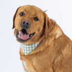 A red fox golden retriever dog wearing a light green and white gingham checkered bandana, photographed against a solid white background.