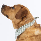 A red fox golden retriever dog wearing a light green and white gingham checkered bandana, photographed against a solid white background.