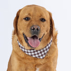 A red fox golden retriever dog wearing a brown and white gingham check bandana, photographed against a clean white background.