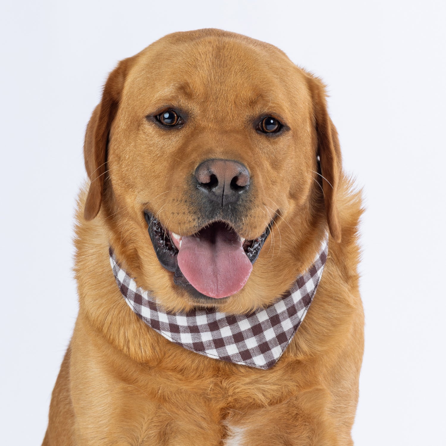 A red fox golden retriever dog wearing a brown and white gingham check bandana, photographed against a clean white background.