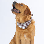 A red fox golden retriever dog wearing a brown and white gingham check bandana, photographed against a clean white background.