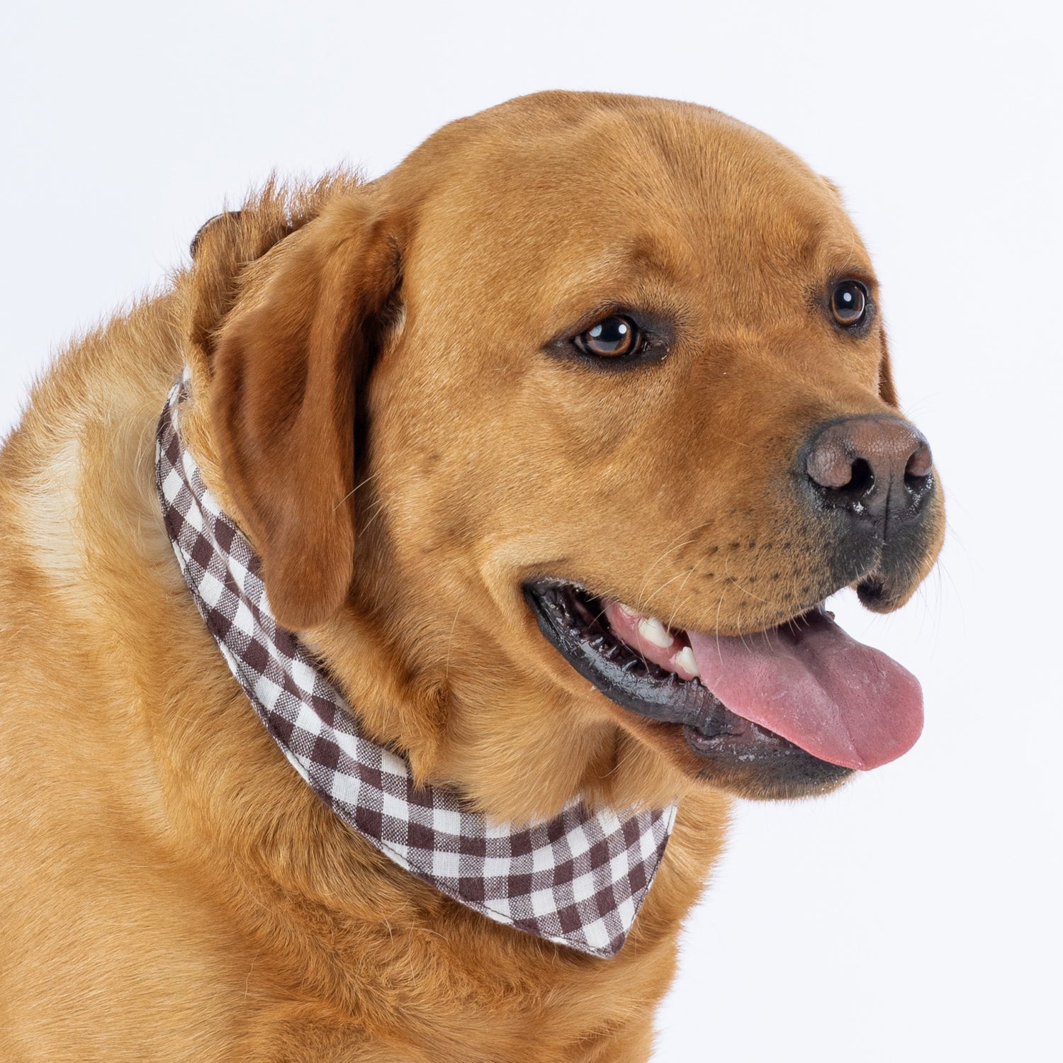 A red fox golden retriever dog wearing a brown and white gingham check bandana, photographed against a clean white background.