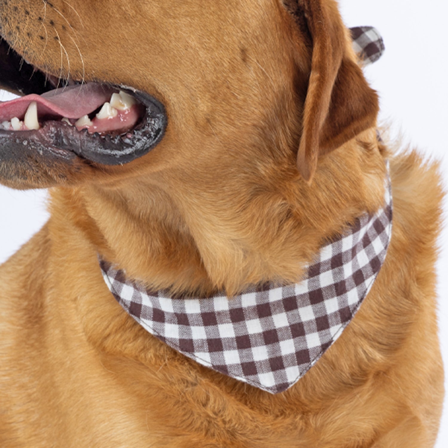 A close-up of a red fox golden retriever dog wearing a brown and white gingham checkered bandana around its neck, set against a plain white background.
