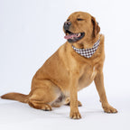 A red fox golden retriever dog wearing a brown and white gingham check bandana, photographed against a clean white background.