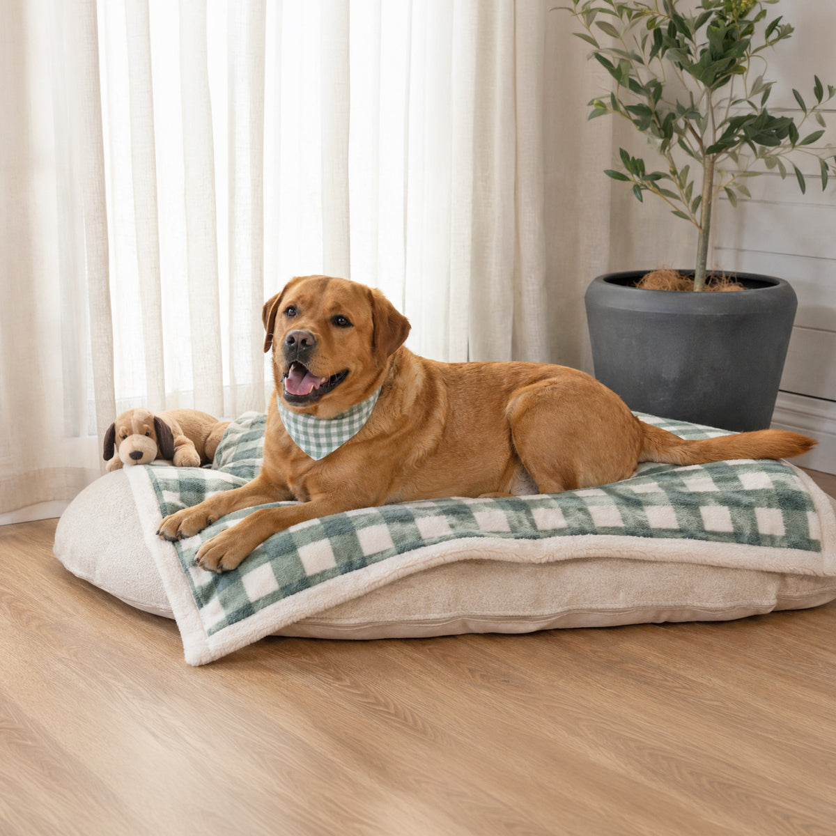 A lab dog lies on a large plush dog bed with a green and white buffalo check blanket and a cream sherpa lining, in a bright room with curtains, a potted plant, and a small stuffed dog toy.
