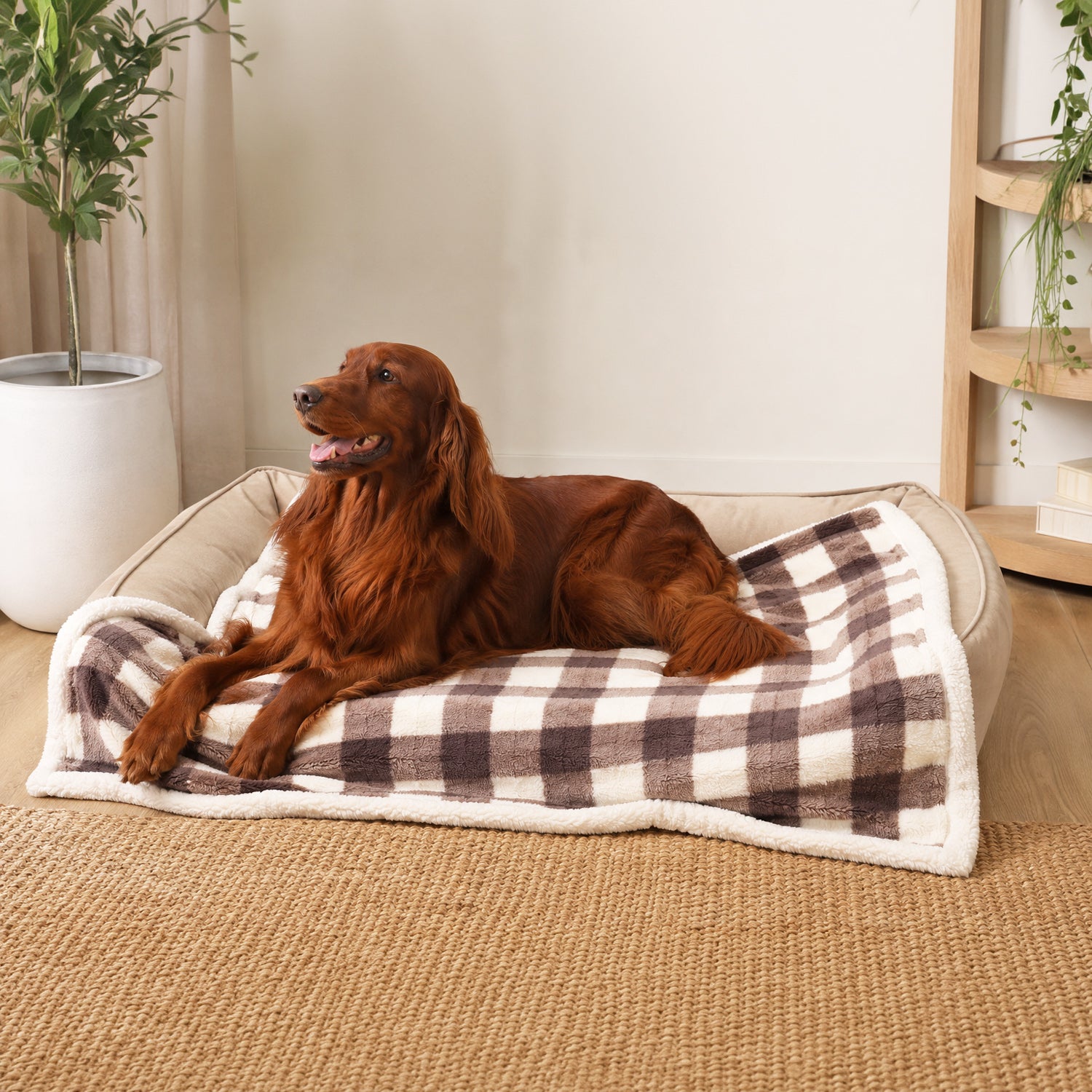 An Irish Setter dog lies on a soft rectangular pet bed with a white and brown plaid blanket in a bright indoor room with plants and a woven rug.