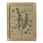 Solace Plant Specimen Wall Art