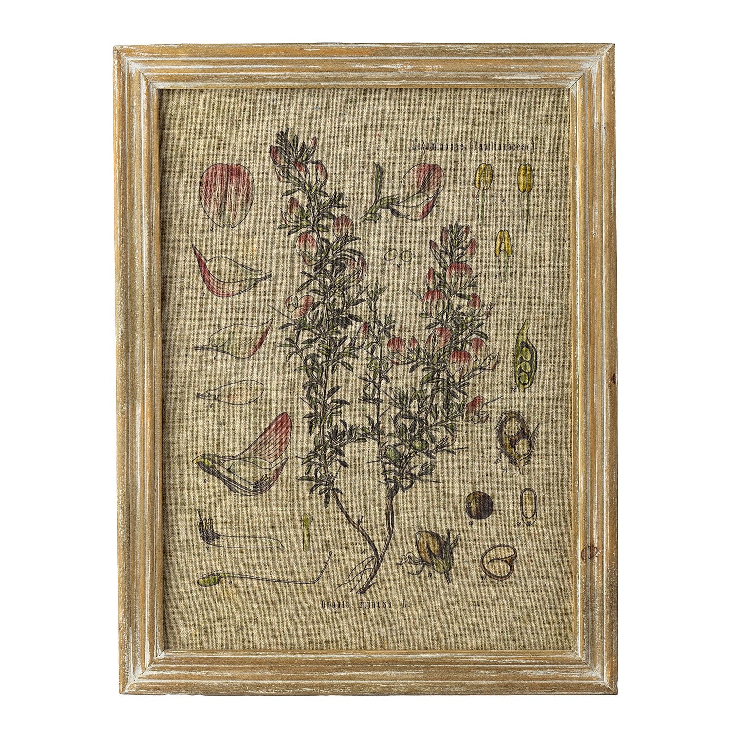 Solace Plant Specimen Wall Art