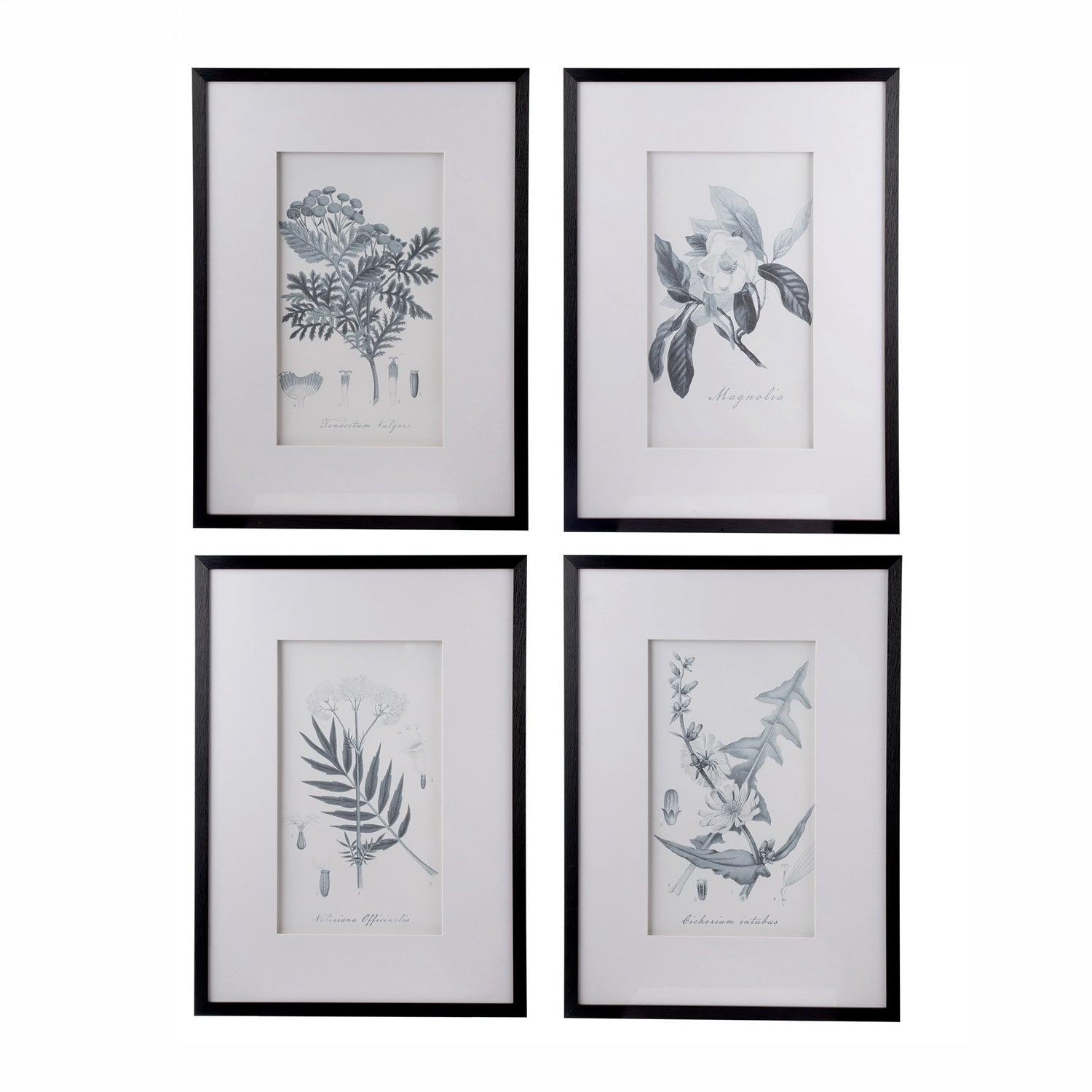 Gracious Living Botanical Black & White Art 4 Piece set displayed in black frames on a white background.