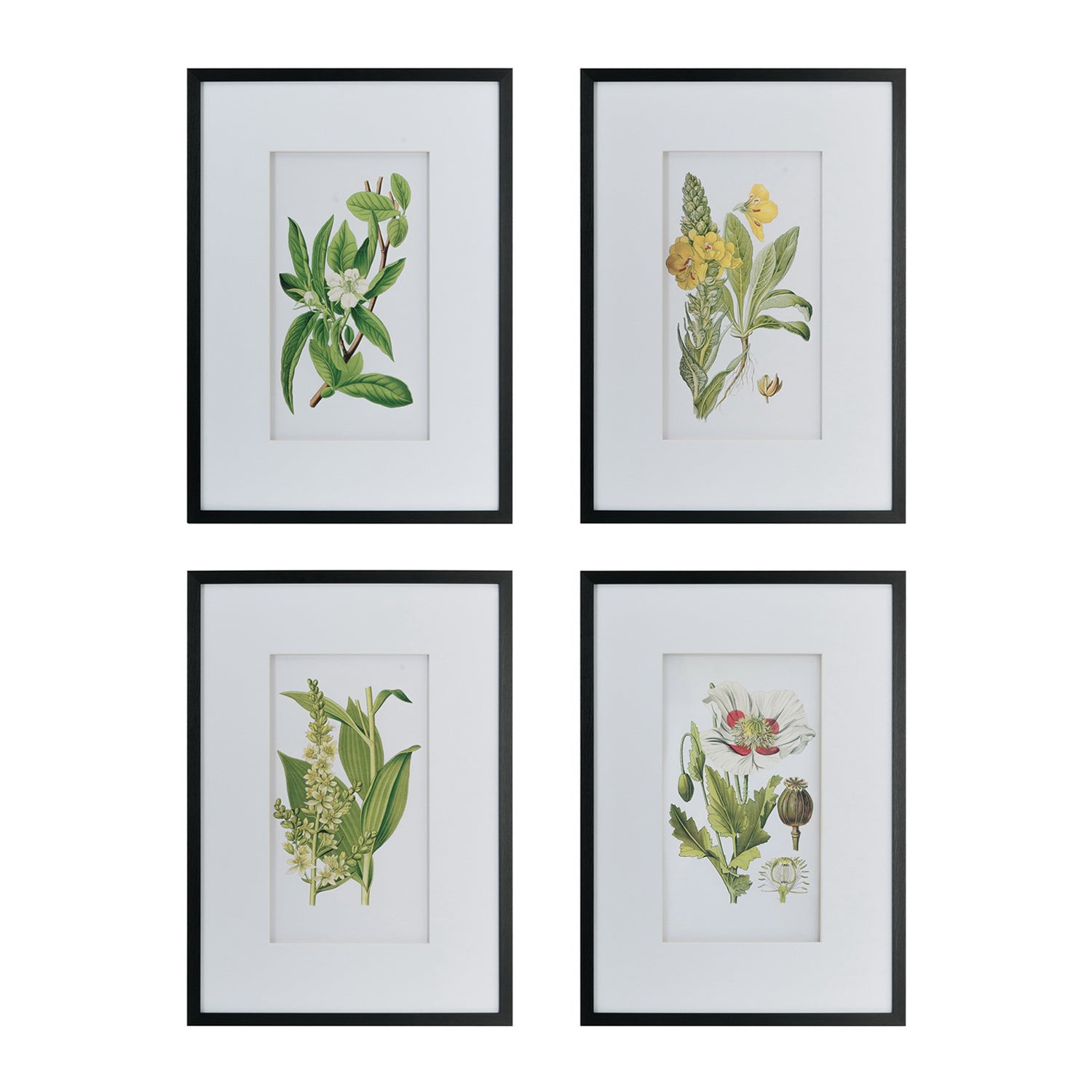 Gracious Living Botanical Black & White Flower Art 4 Piece, featuring four framed botanical flower prints with black frames and white matting.