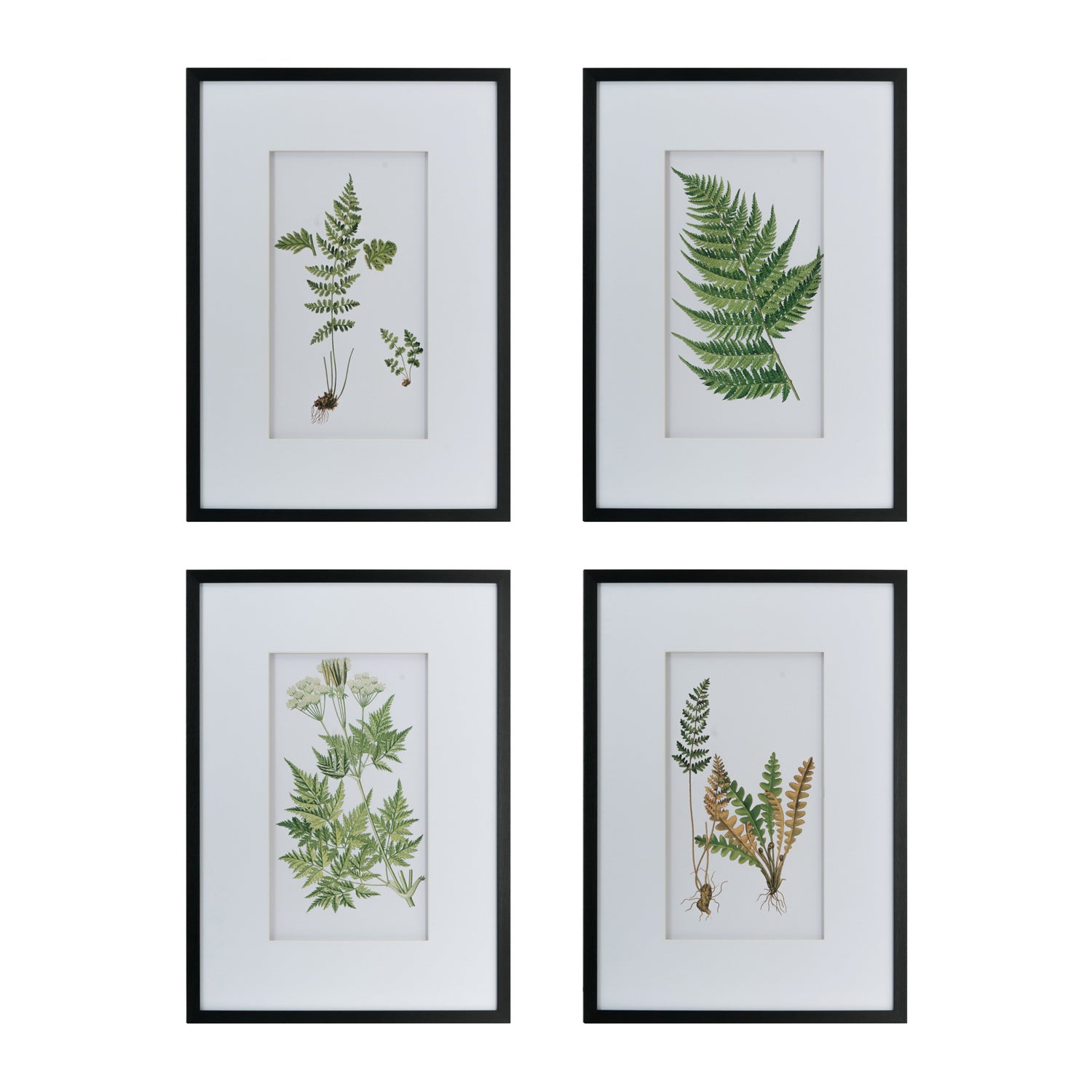 Gracious Living Botanical Black & White Fern Art 4 Piece, featuring four framed botanical fern prints with black frames and white matting.