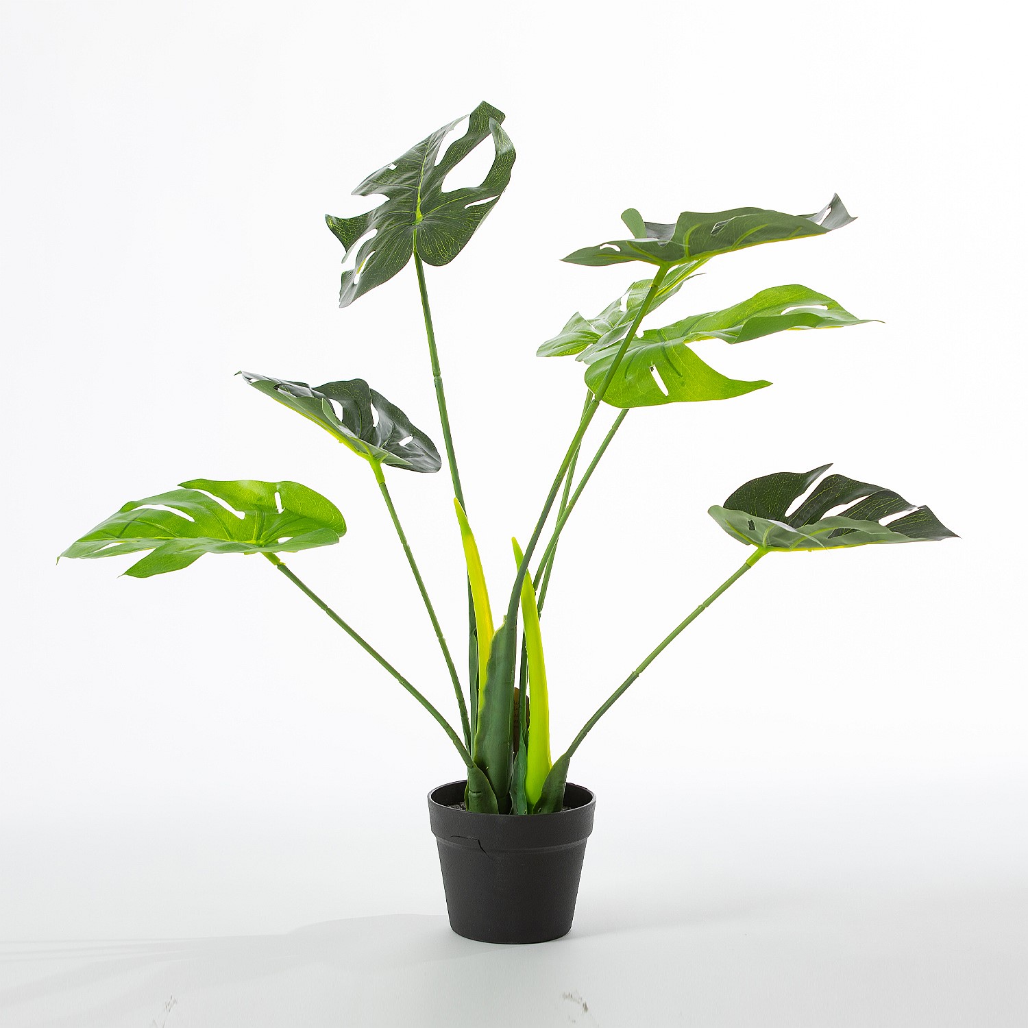 Shop Our New Season Range | Bed, Bath & Beyond NZ - Everlasting Monstera  Plant 70cm