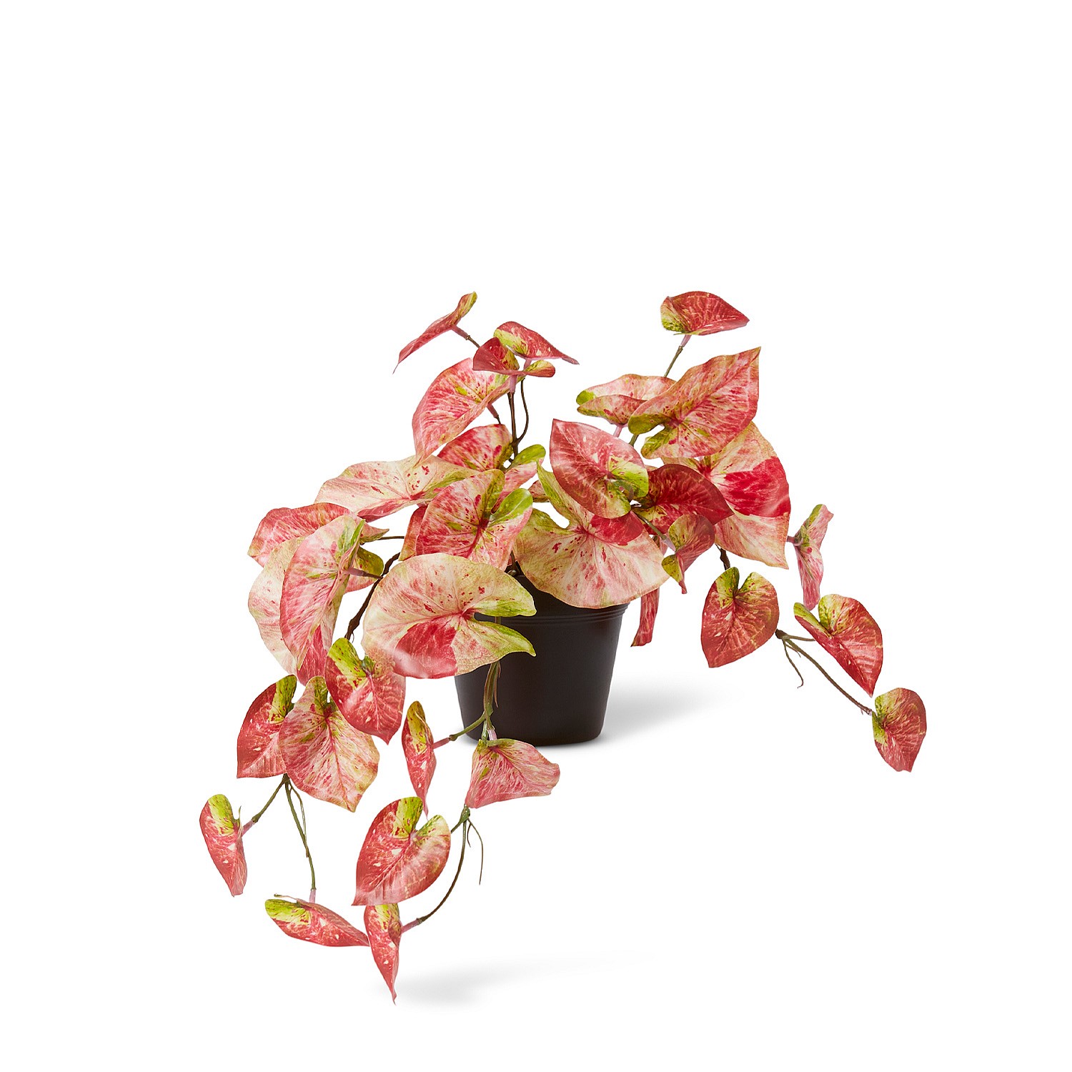 anthurium trinerve Anthurium veitchii main image 0