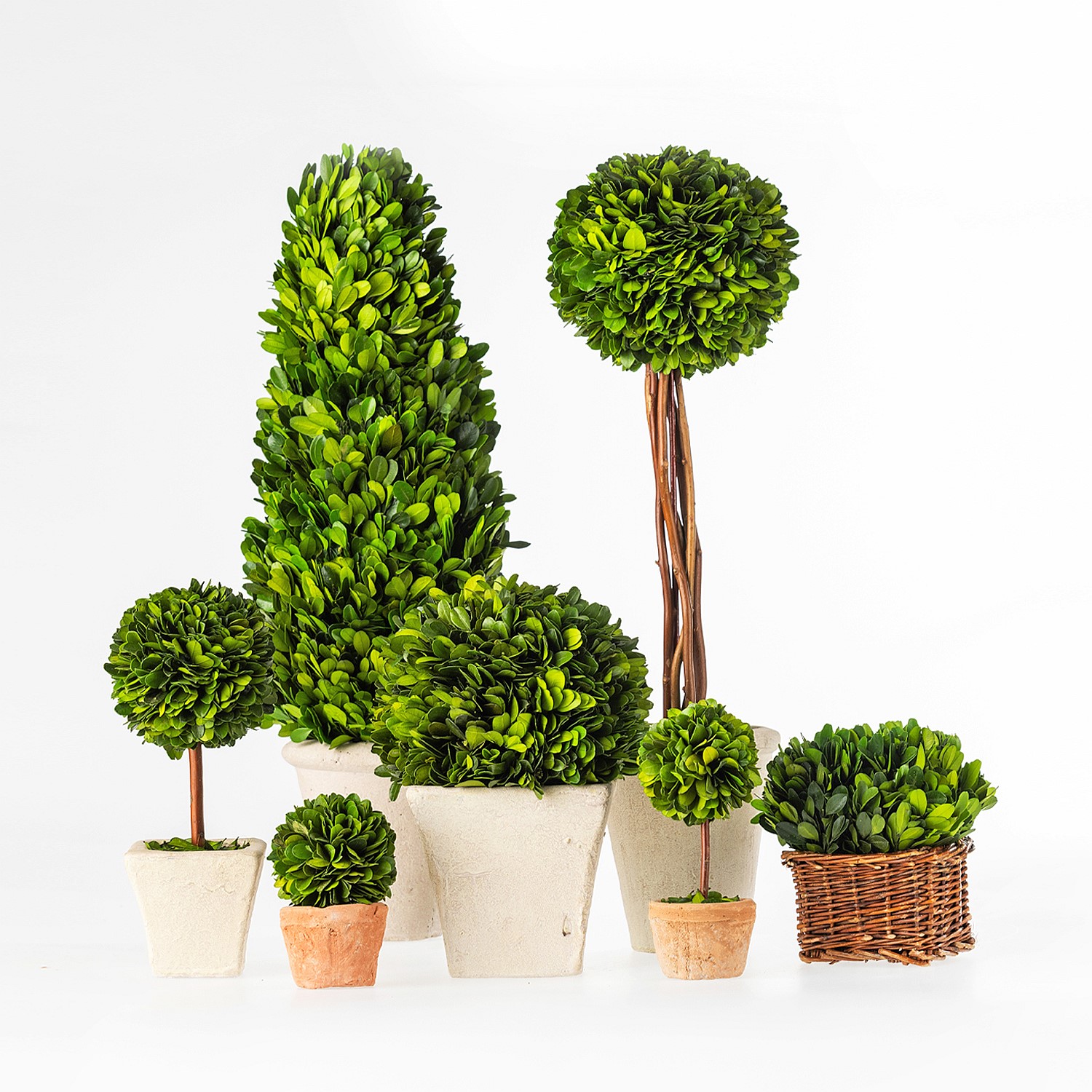 Artificial Plants - Everlasting Arno Boxwood Cone Topiary 82cm