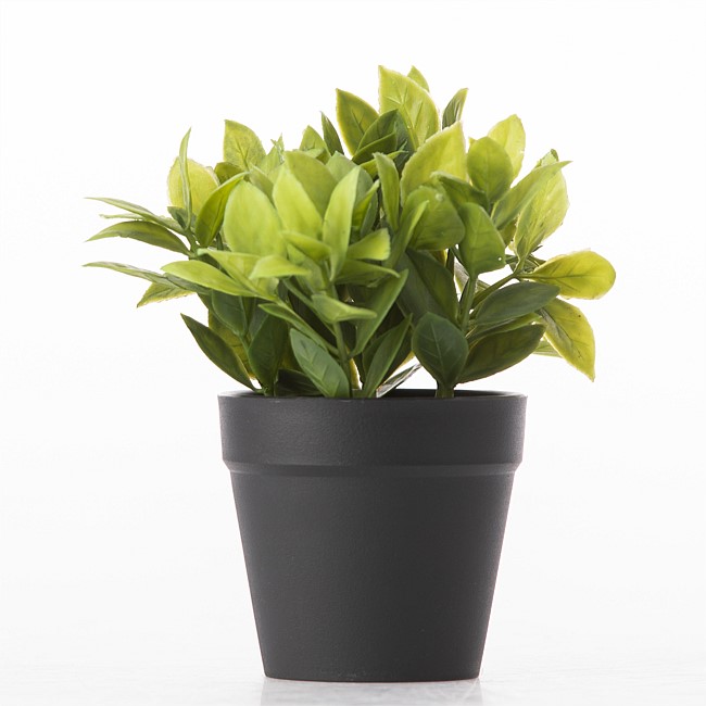 Everlasting Potted Plant In Black Pot