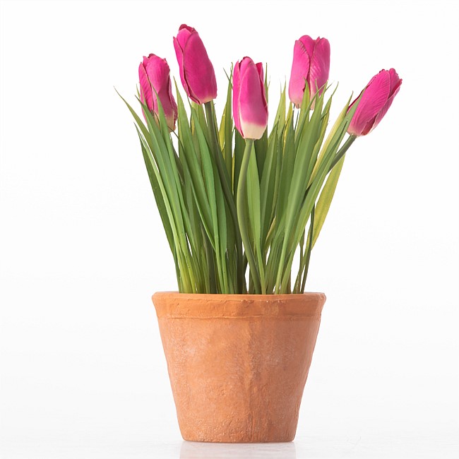 Everlasting Potted Pink Tulip