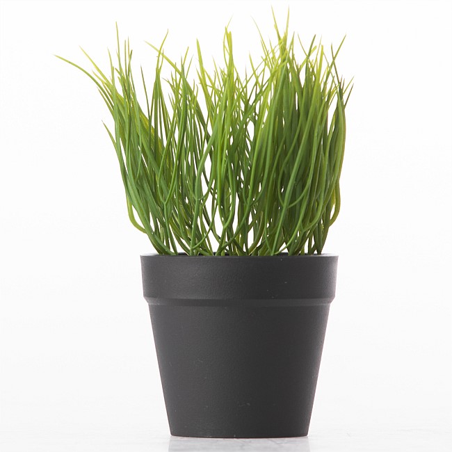 Everlasting Potted Grass In Black Pot