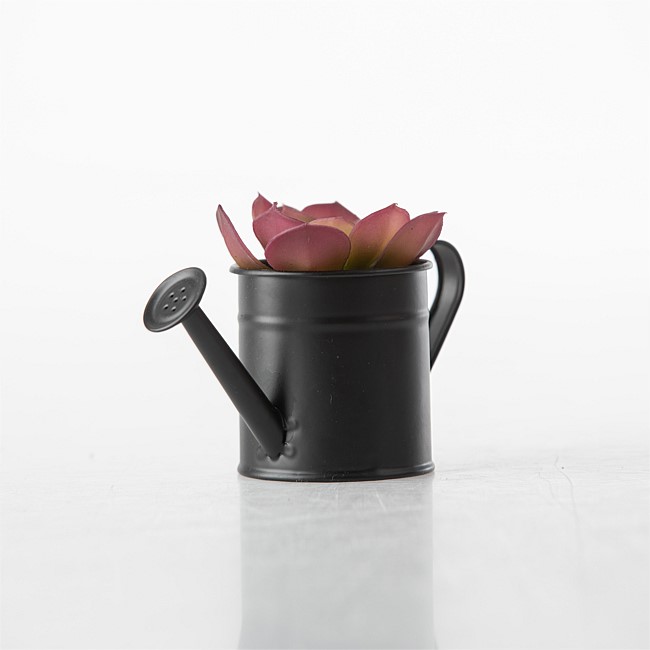 Everlasting Echeveria in Black Tin Pot