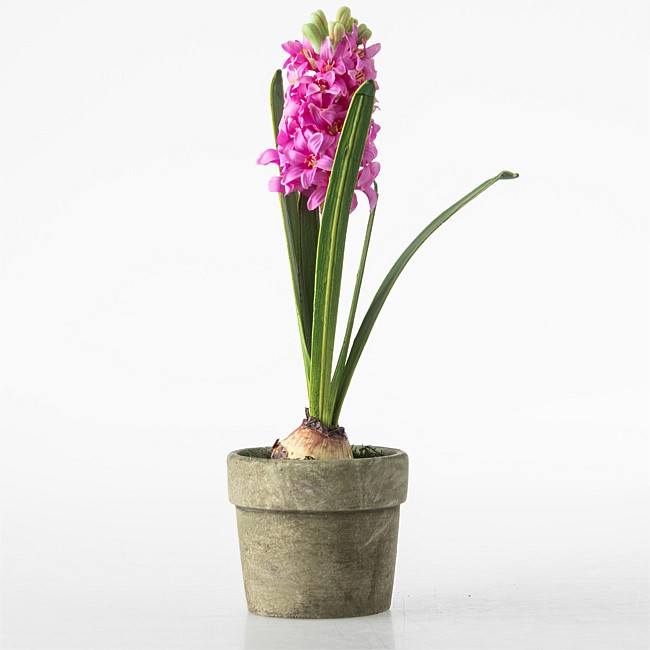 Everlasting Pink Hyacinth in Cement Pot